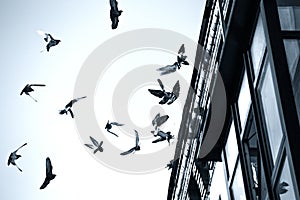 A flock of pigeons landing on the roof of an old house