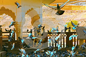 A flock of pigeons near an Indian shrine
