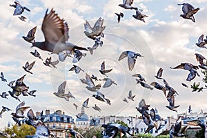 Flock of pigeons in Paris, France