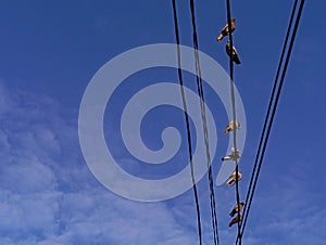 A flock of pigeons perched on a power line