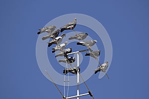 A flock of pigeons perched on a TV antenna