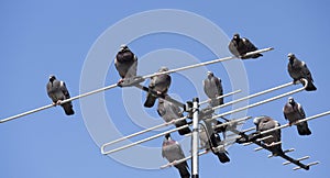 A flock of pigeons perched on a TV antenna