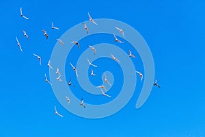 Flock of pigeons from pigeonry flying in blue sky