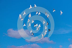 Flock of pigeons from pigeonry flying in blue sky