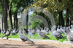 a flock of pigeons. Pigeons eat and walk down the street. the danger of avian flu, spread of infection, phobia of birds