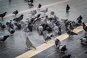 Pigeon Covey