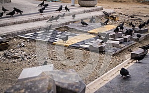 Pigeon Covey On A Walk Path Construction Site - Turkey