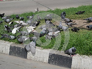 Flock of pigeons on the road