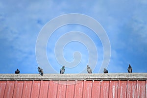 Flock of pigeons on the roof top. Animal and bird concept. House residence and Nature theme