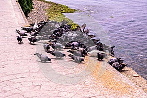 Pigeon Covey By The Blue Sea - Turkey