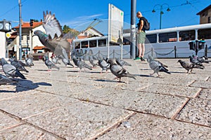 Flock of pigeons on Sebilj Square in Sarajevo. Bosnia and Herzegovina