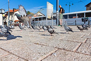 Flock of pigeons on Sebilj Square in Sarajevo. Bosnia and Herzegovina photo