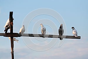 A flock of pigeons sits on a wooden pillar