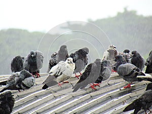 Flock of pigeons standing on the roof in the rain
