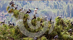 A flock of pigeons stands on a tree