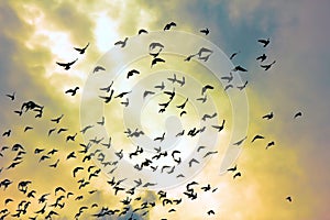 Flock of pigeons in sunset sky photo