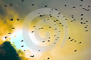 Flock of pigeons in sunset sky photo