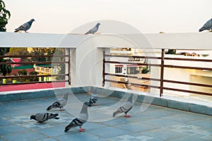 Flock of pigeons on the terrace looking in th same direction. Uttarakhand India