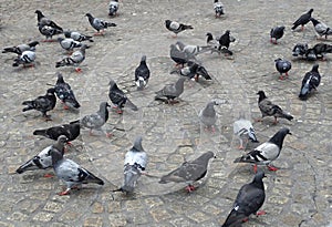 A flock of pigeons in Timisoara