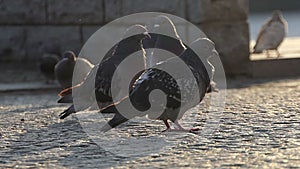 A flock of pigeons walk on a stony sidewalk in a town in slo-mo