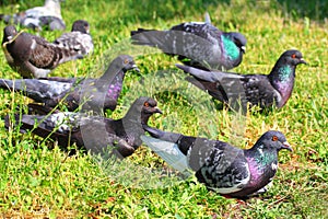 A flock of pigeons