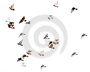 Flock of pigeons on a white background