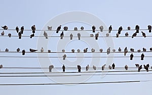 Flock of pigeons on wires. Yangon. Myanmar.