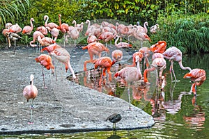 Flock of pink American or Caribbean Flamingos