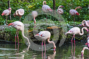 Flock of pink American or Caribbean Flamingos