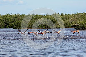Flock of pink american flamingos flying over water