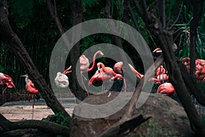A flock of pink American flamingos near a small pond