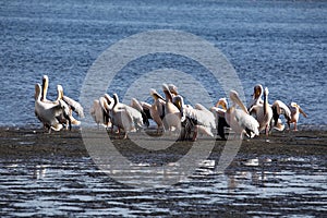 Flock of Pink-backed Pelicans, Pelecanus rufescens, on the coast of Walvis Bay. Namibia