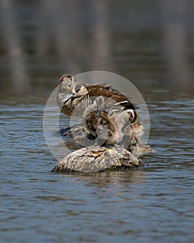 Flock of pink-eared ducks gathering in the wetlands of Queensland, Australia.