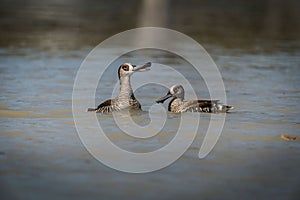 Flock of pink-eared ducks gathering in the wetlands of Queensland, Australia.