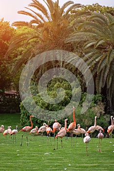 flock of pink flamingo birds walking in park on green lawn grass