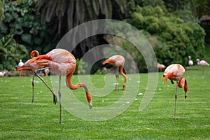 flock of pink flamingo birds walking in park on green lawn grass