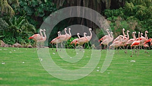 flock of pink flamingo birds walking in park on green lawn grass, 4k