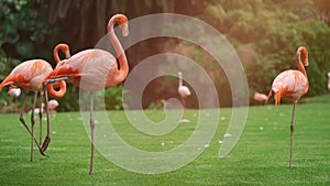 flock of pink flamingo birds walking in park on green lawn grass, 4k