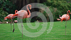 flock of pink flamingo birds walking in park on green lawn grass, 4k