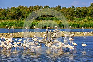 Flock of pink flamingos in Camargue national park