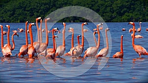 Flock of Pink Flamingos in Celestun, Mexico