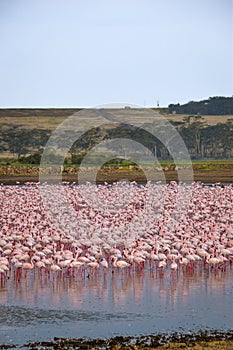 Flock of pink flamingos congregating near a tranquil body of water.