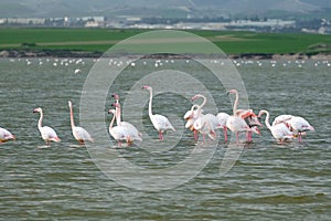 Flock of pink flamingos feeding in the Salt Lake in Larnaca, Cyprus