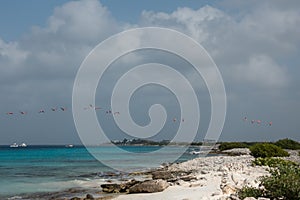 A flock of pink flamingos flies over the turquoise water and coastline of the island of Bonaire in the Caribbean