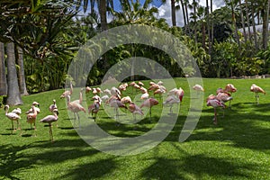 Flock of pink flamingos grazing on a green meadow beside the pond, Loro parque, Tenerife