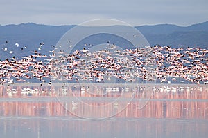 Flock of pink flamingos from Lake Manyara, Tanzania