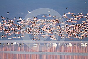 Flock of pink flamingos from Lake Manyara, Tanzania