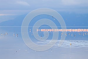 Flock of pink flamingos from Lake Manyara, Tanzania