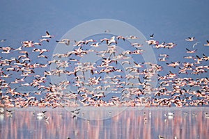 Flock of pink flamingos from Lake Manyara, Tanzania