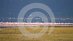 Flock of pink flamingos from Lake Manyara, Tanzania